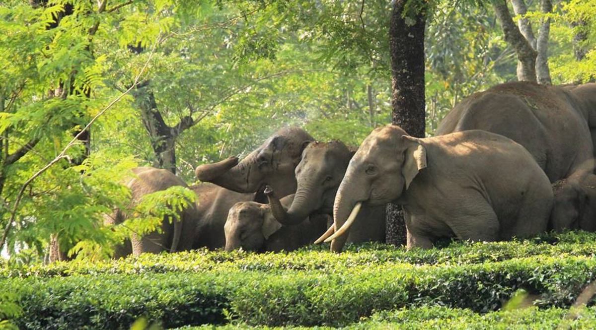 Dooars Wildlife Safari