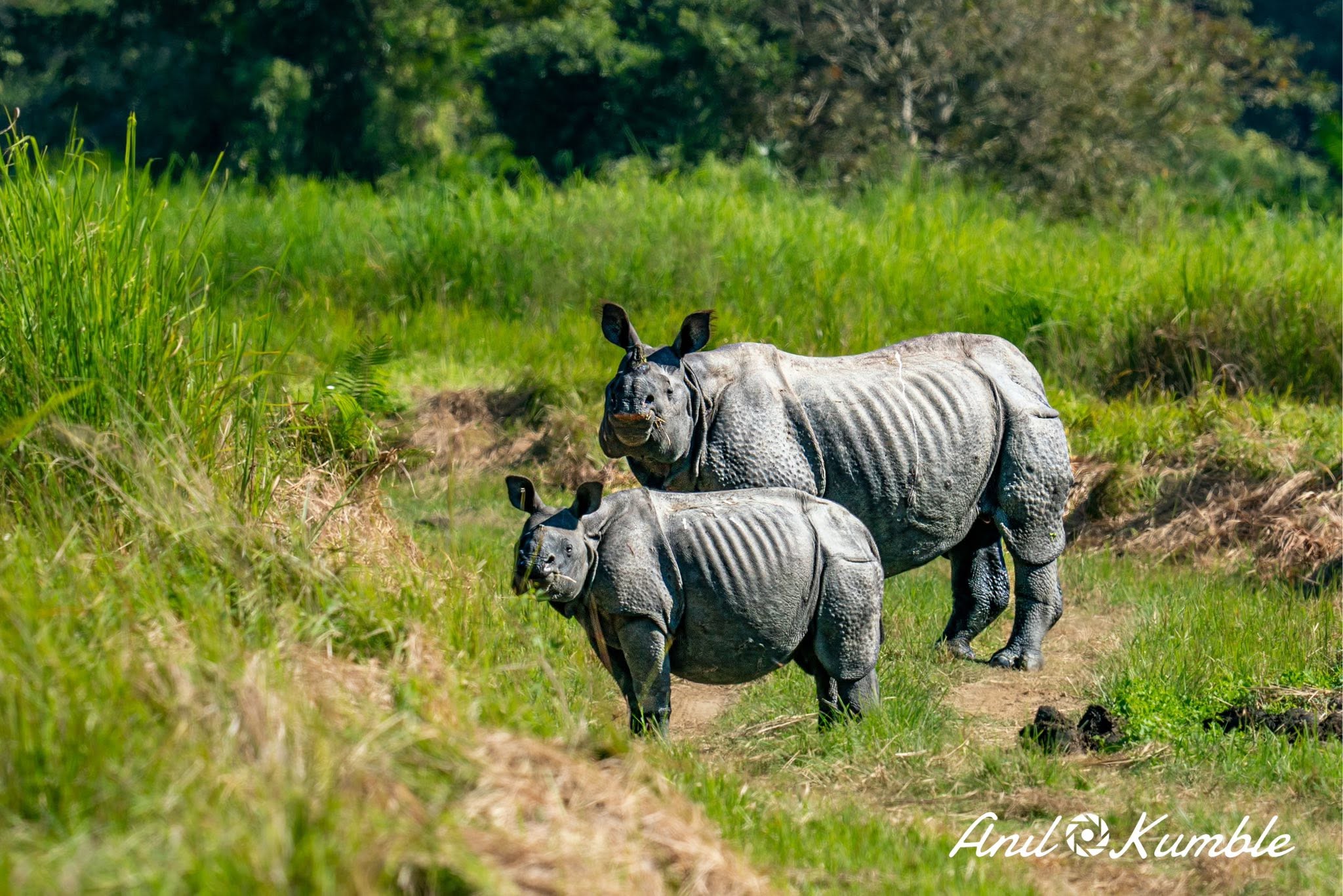 Kaziranga National Park